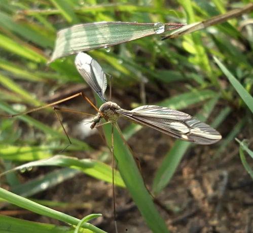 金腹巨蚊视频,揭秘自然界中的巨型吸血魔王