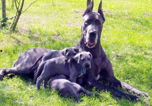 大丹犬配种视频,见证生命传承的温馨瞬间