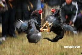 全国斗鸡ko对手视频,全国斗鸡ko对手精彩瞬间大盘点