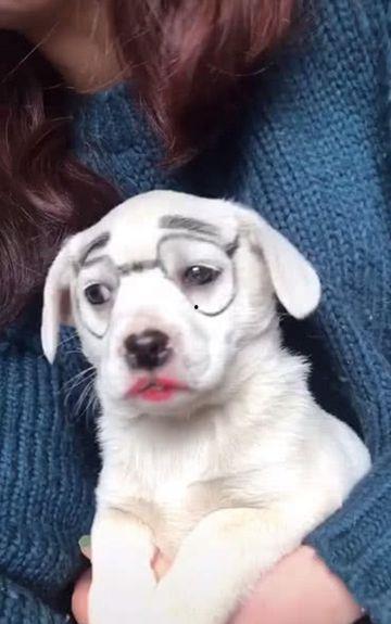 人与狗牲交视频,揭秘人与狗牲交视频的黑暗真相