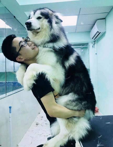 阿拉斯加打针视频,兽医的耐心与宠物健康的守护