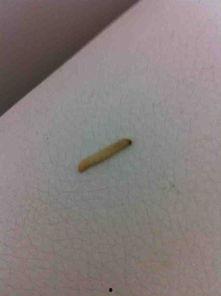 头上长虫子的视频,揭秘诡异现象背后的真相