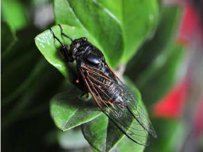 蚕变成蛾的过程视频,蜕变之旅的奇妙瞬间