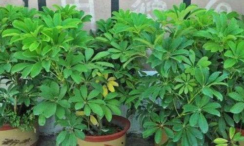 鹅掌柴修剪示范视频,视频教程详解